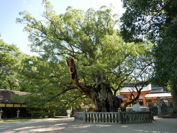 天然記念物　樹齢２６００年の楠.jpg